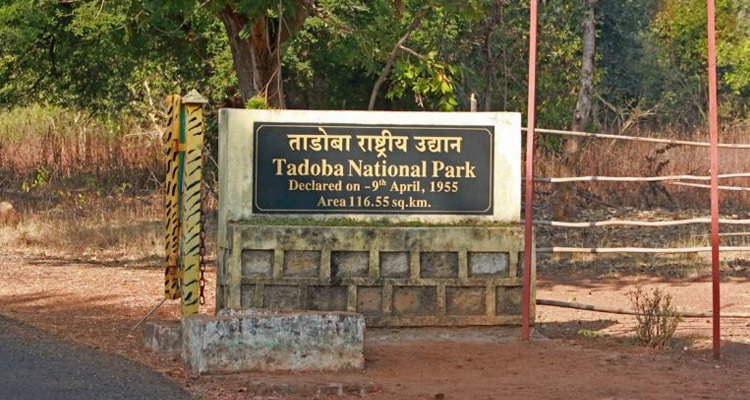 Distance From Nagpur Airport To Tadoba National Park