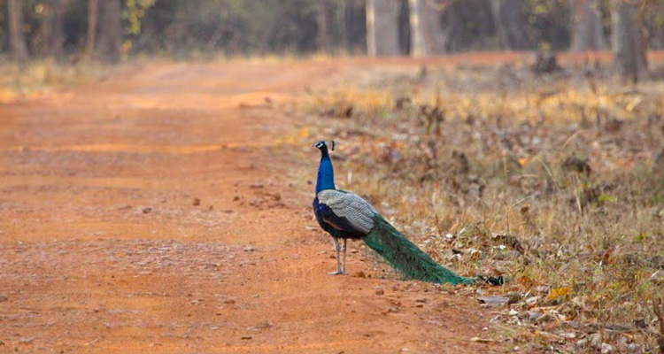 Tadoba National Park Nagpur (Entry Fee, Timings, Safari, Best time to ...