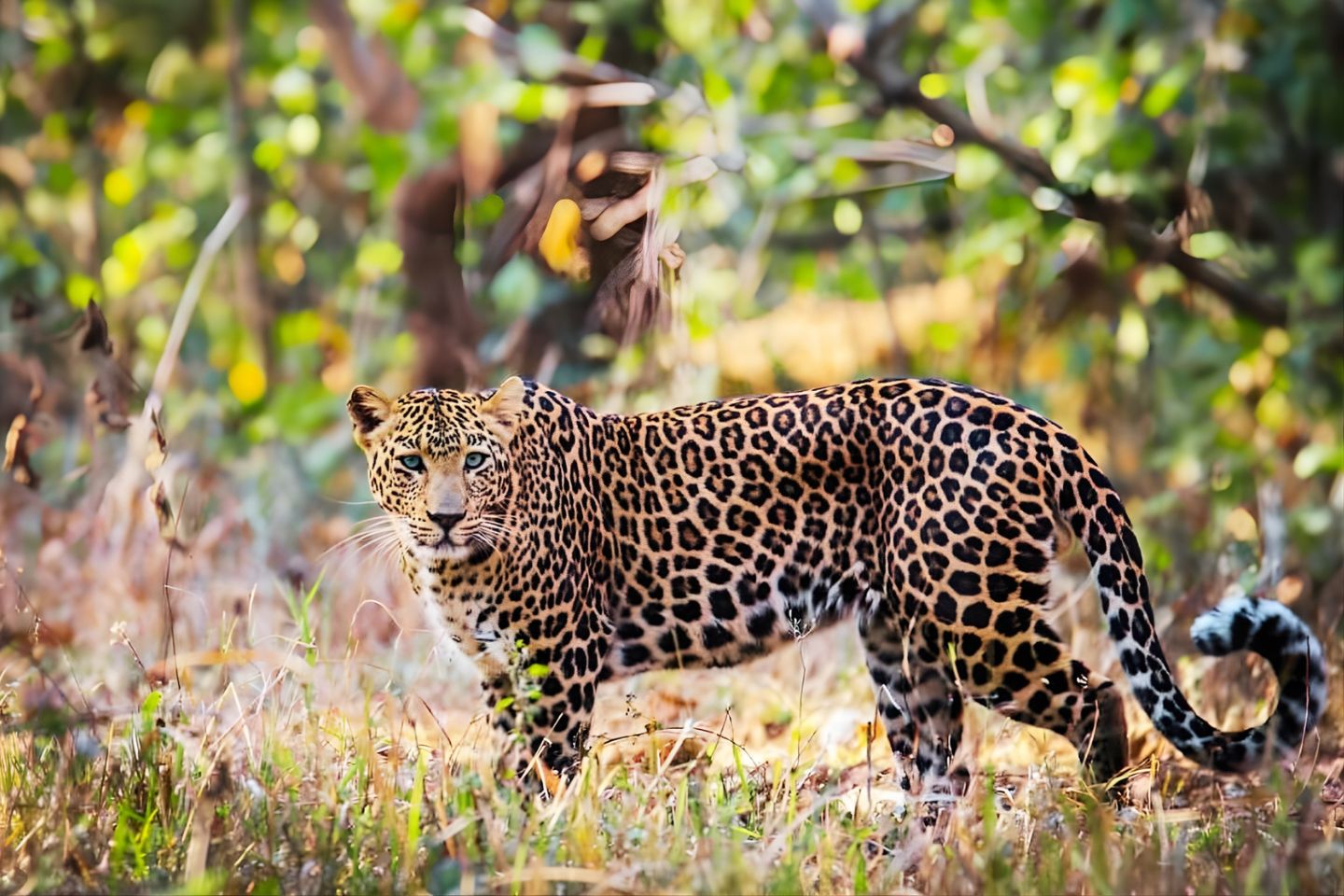 Nagzira Wildlife Sanctuary Nagpur