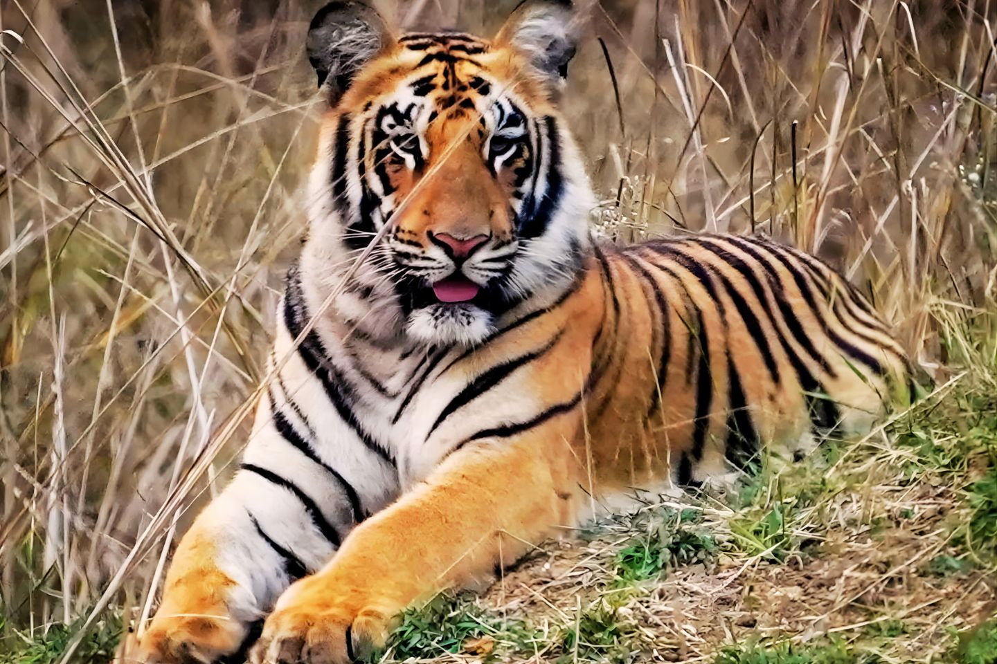 Tadoba National Park Nagpur