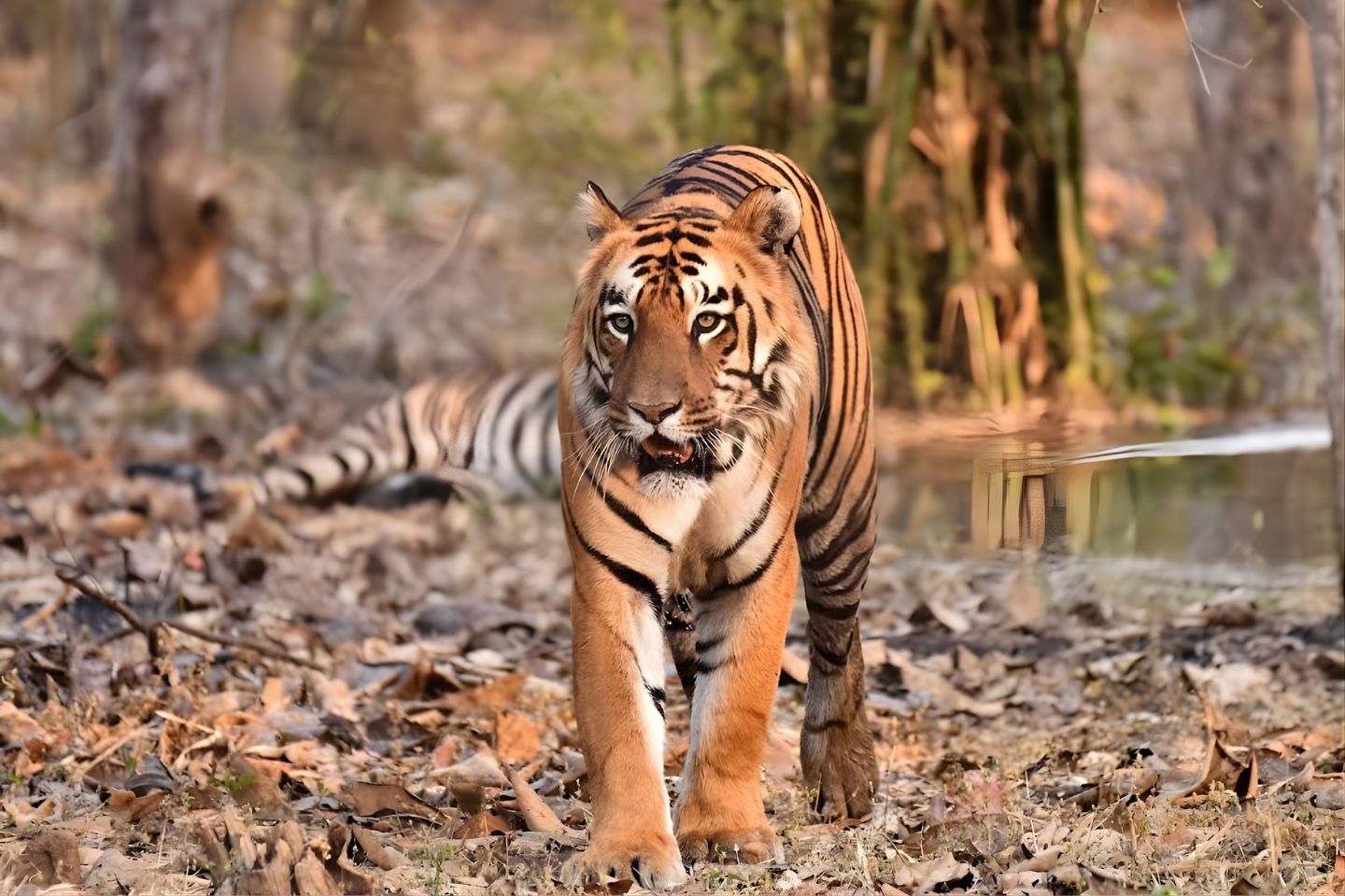 Umred Karhandla Wildlife Sanctuary Nagpur